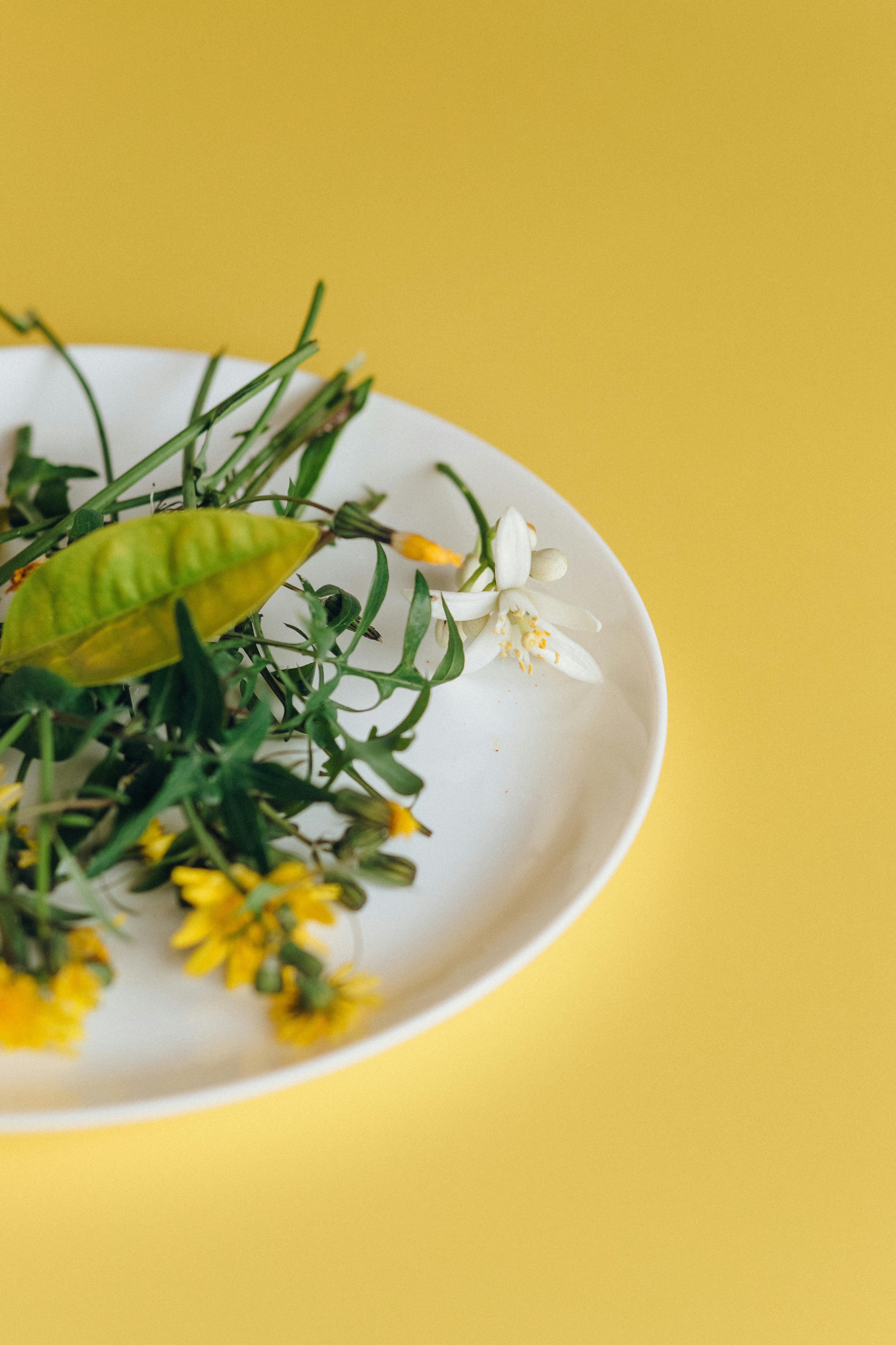 Effective Ways to Optimize Sea Bunny Diet in 2025