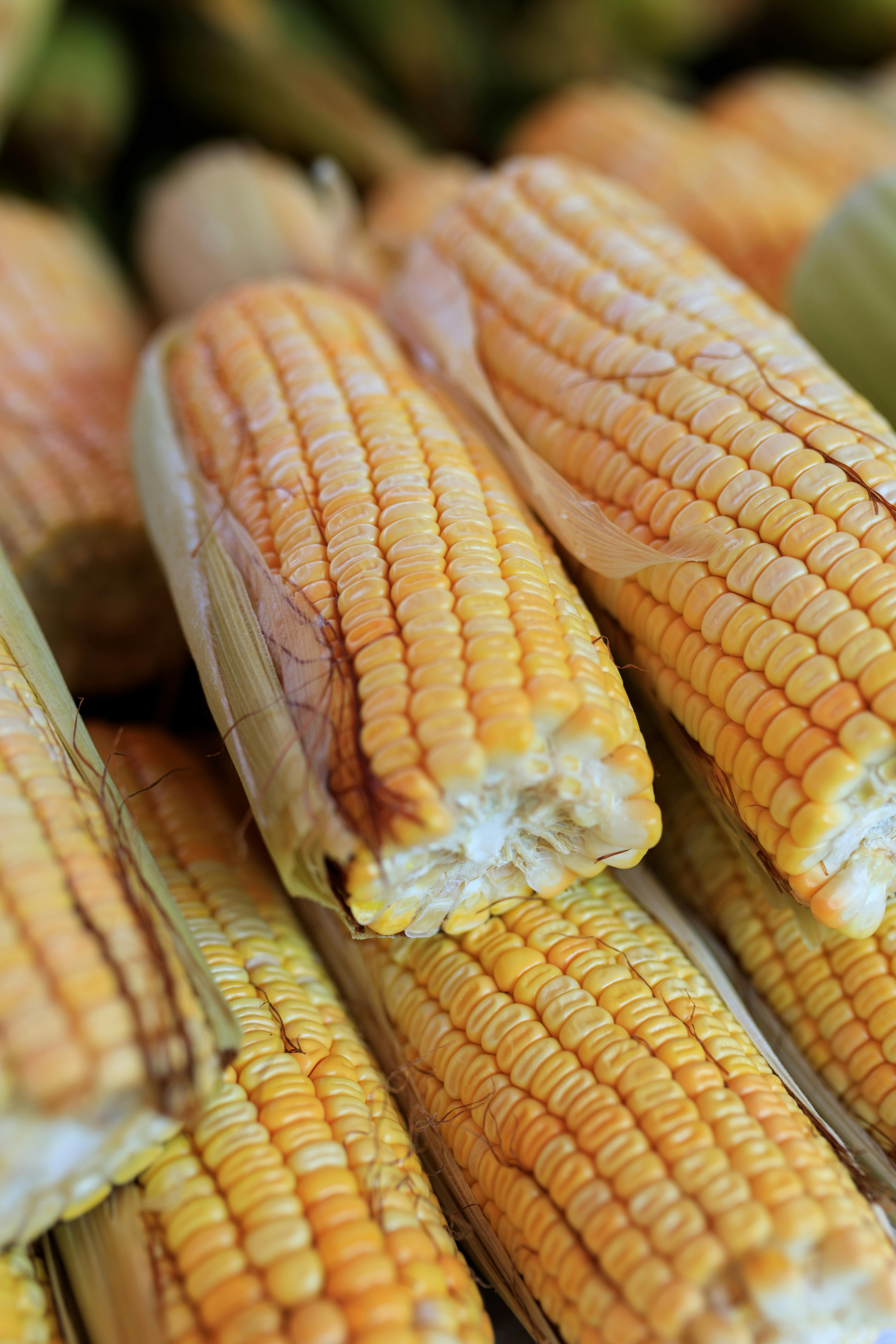 How to Create a Smart 7-Day Low-Sodium Meal Plan for Better Heart Health in 2025