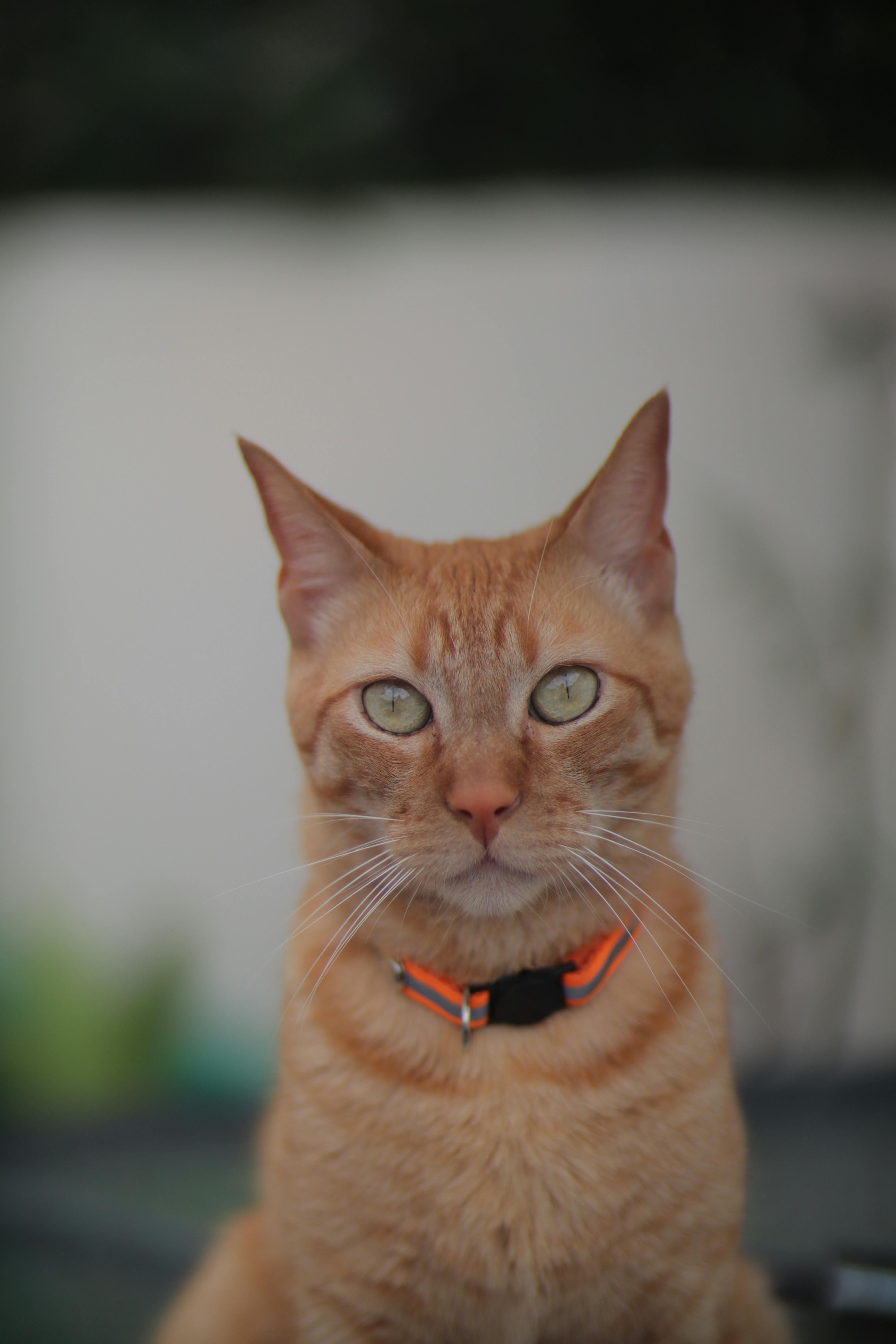 Effective Ways to Choose Science Diet Kitten Food for Healthy Growth in 2025
